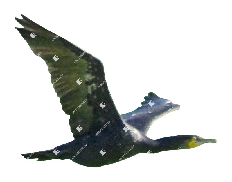 Bird cut out animal png (9459)