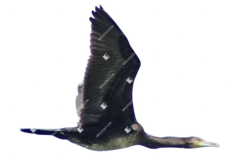 Bird cut out animal png (9460)