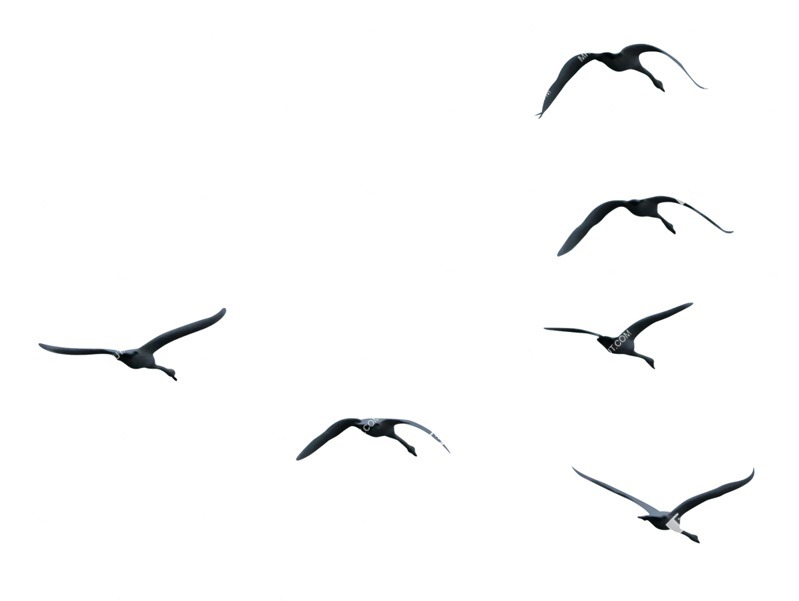 Bird png animal cut out (9242)