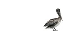 Bird  (13675) - miniature