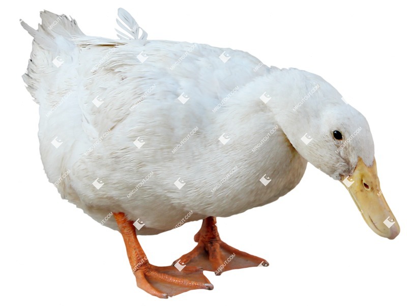 Bird duck cut out animal png (14013)