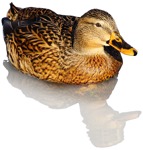 Bird duck  (4599) - miniature