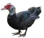 Bird duck farm animal  (14040) - miniature