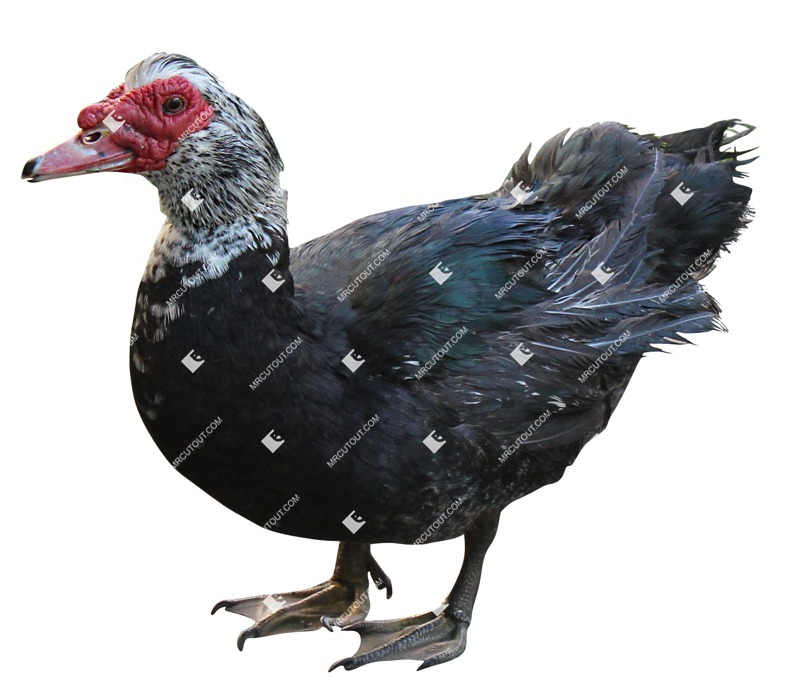 Bird duck farm animal cut out animal png (14040)