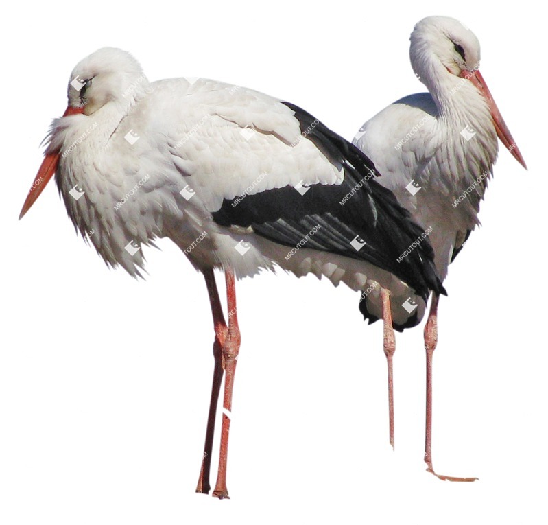 Bird other animal cut out animal png (5795)