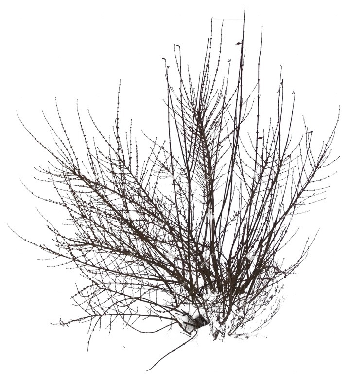 Cutout bush png vegetation (466)