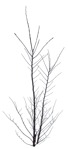 Png bush png vegetation (551) - miniature