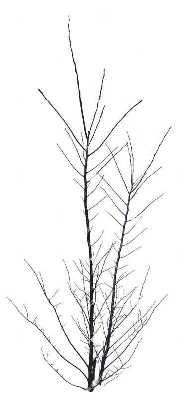Png bush png vegetation (551)
