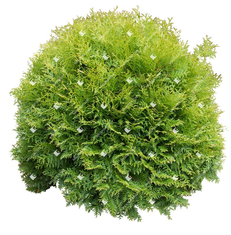 Cut out bush plant cutouts (1430)