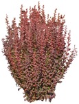 Png bush png vegetation (4008) - miniature