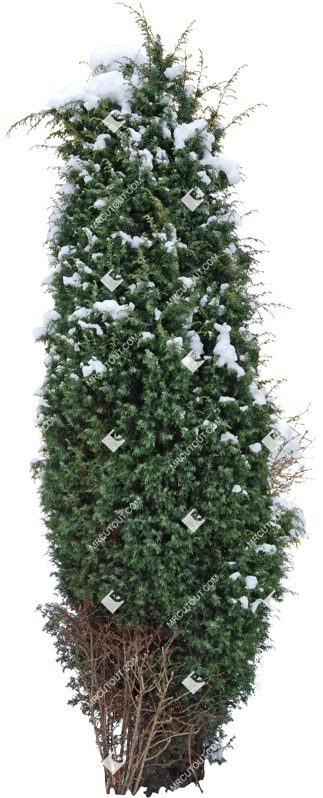 Png bush cutout plant (5114)