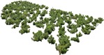 Png bush vegetation png (6447) - miniature