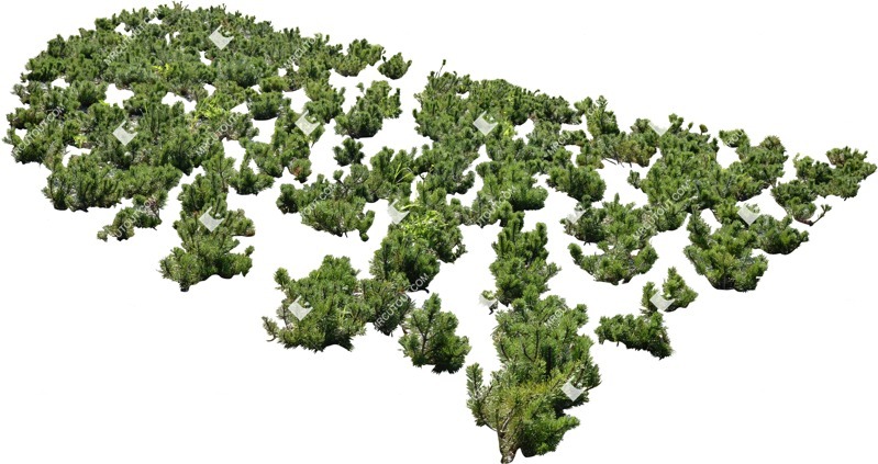 Png bush vegetation png (6407)