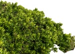 Cutout bush cutout plant (5835) - miniature