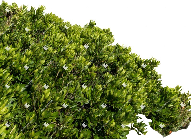 Cutout bush cutout plant (5835)