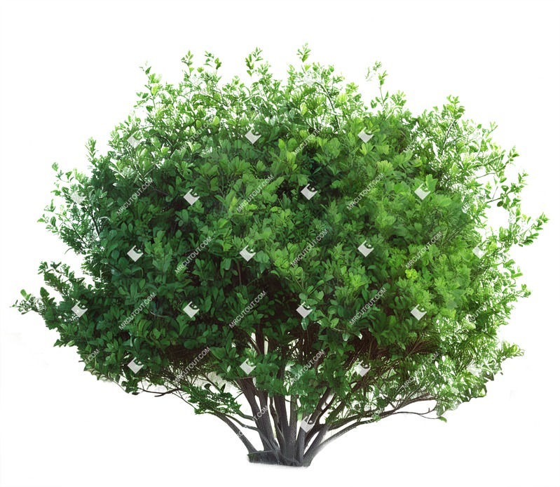 Png bush png vegetation (19542)