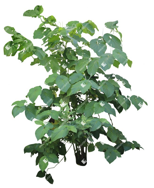 Cutout bush piper auritum png vegetation (18826)