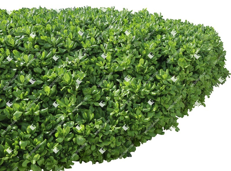 Cut out bush scaevola plumieri png vegetation (19490) Cut out bush scaevola plumieri png vegetation (19490)