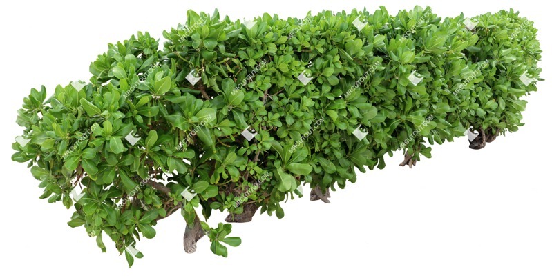 Png bush scaevola plumieri png vegetation (19609)