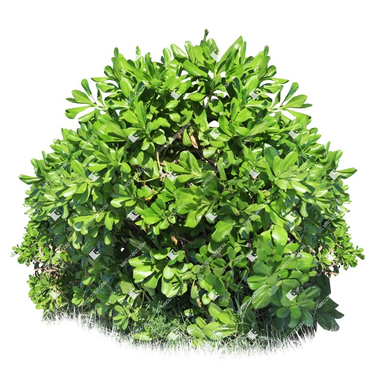 Png bush scaevola plumieri png vegetation (19263)