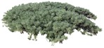 Cut out bush tournefortia gnaphalodes png vegetation (18936) - miniature