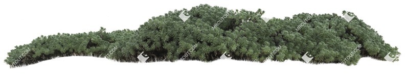 Cutout bush tournefortia gnaphalodes plant cutouts (18760)