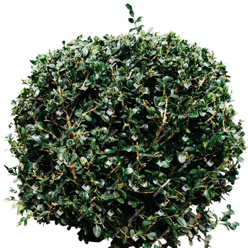 Png bush buxus sempervirens cutout plant (5898)