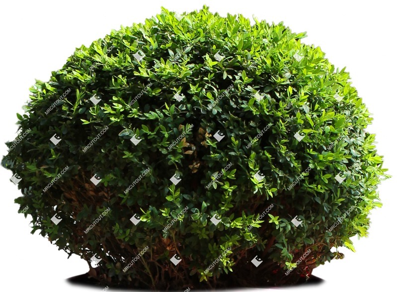 Cut out bush buxus sempervirens cutout plant (7586)