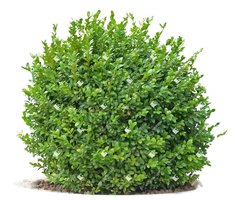 Cut out Bush Buxus Sempervirens 0008 | MrCutout.com