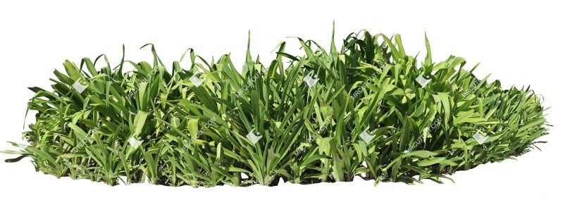 Cut out bush crinum amabile cut out plants (18990) Cut out bush crinum amabile cut out plants (18990)