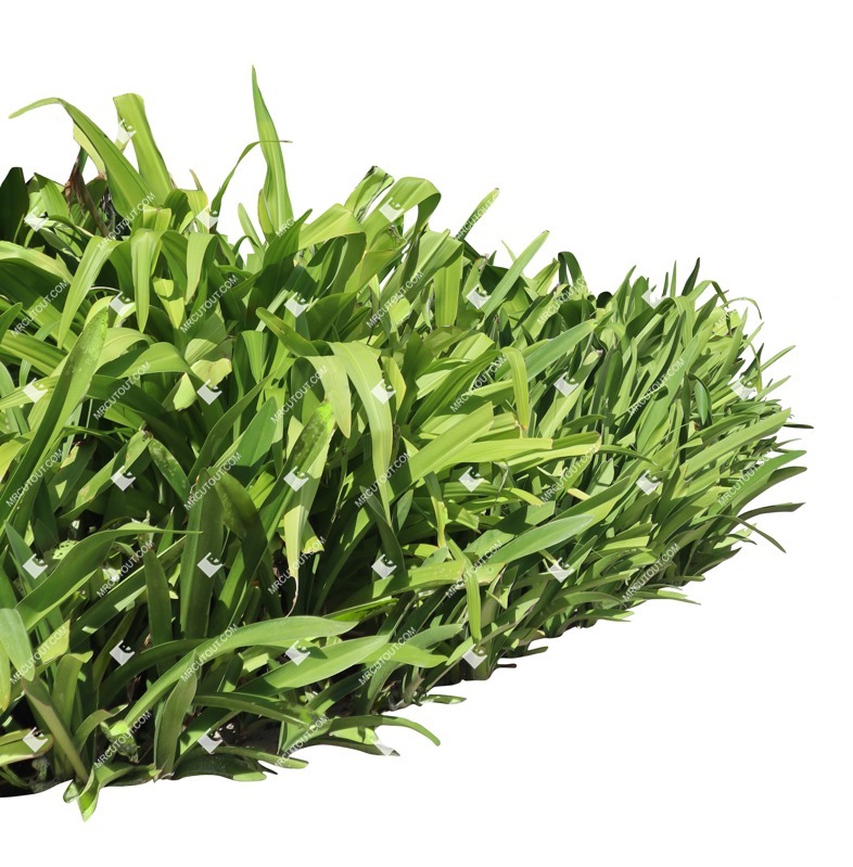 Cutout bush crinum amabile cut out plants (18878)