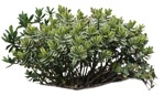 Png bush euonymus fortunei png vegetation (9405) - miniature