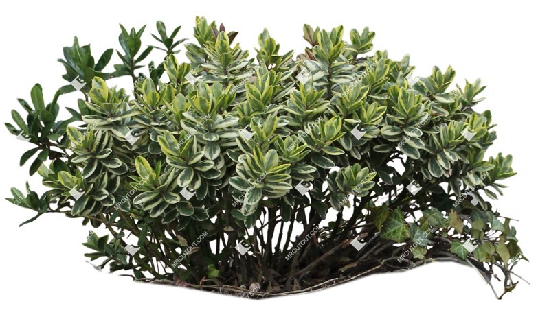 Png bush euonymus fortunei png vegetation (9200) Png bush euonymus fortunei png vegetation (9200)