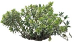 Cut out bush euonymus fortunei png vegetation (9406) - miniature