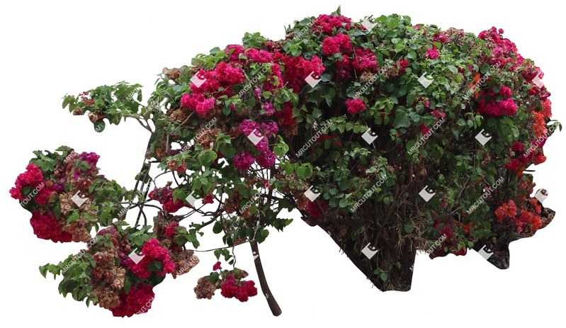 Cut out bush flower bougainvillea cut out vegetation (16565)