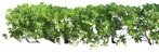 Cut out bush hedge scaevola plumieri plant cutouts (19036) - miniature