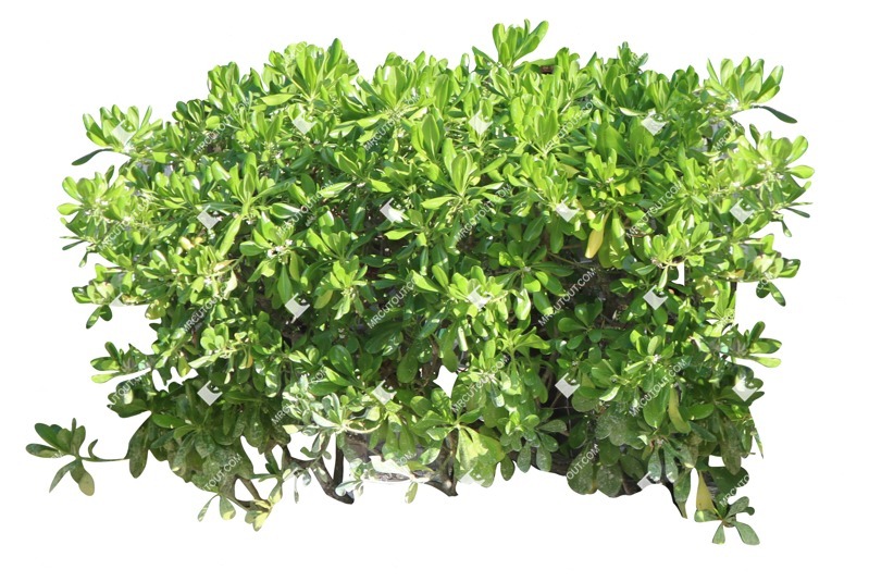 Cut out bush hedge scaevola plumieri plant cutouts (19036)