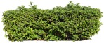 Cutout bush hedge prunus laurocerasus cut out vegetation (17597) | MrCutout.com - miniature