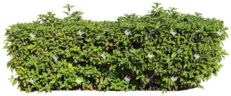 Cutout bush hedge prunus laurocerasus cut out vegetation (16570)