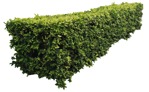 Png bush hedge prunus laurocerasus cut out vegetation (17598) | MrCutout.com - miniature