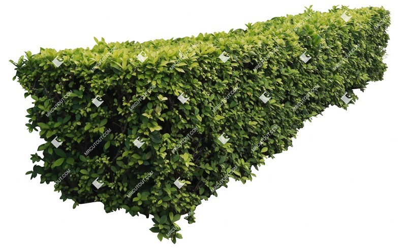 Png bush hedge prunus laurocerasus cut out vegetation (16955)