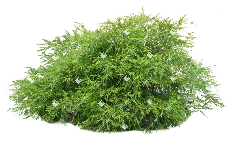 Cutout bush juniperus communis hibernica plant cutouts (8815)
