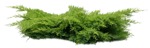 Cut out Bush Juniperus Communis Hibernica 0002 | MrCutout.com - miniature