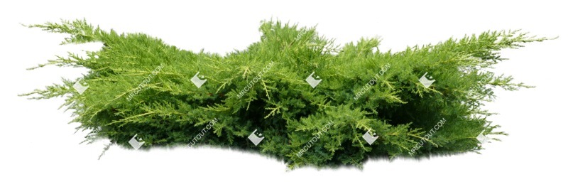 Png bush juniperus communis hibernica plant cutouts (8760)