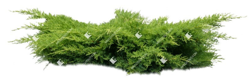 Png bush juniperus communis hibernica plant cutouts (8760) Png bush juniperus communis hibernica plant cutouts (8760)