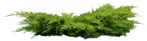 Cut out Bush Juniperus Communis Hibernica 0003 | MrCutout.com - miniature