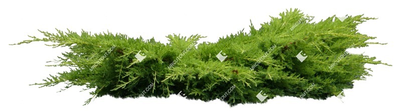 Cut out bush juniperus communis hibernica plant cutouts (8759)