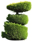 Cutout bush juniperus communis hibernica plant cutouts (17570) | MrCutout.com - miniature