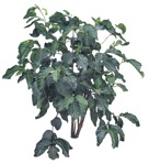 Cutout bush morinda citrifolia cutout plant (16462) - miniature