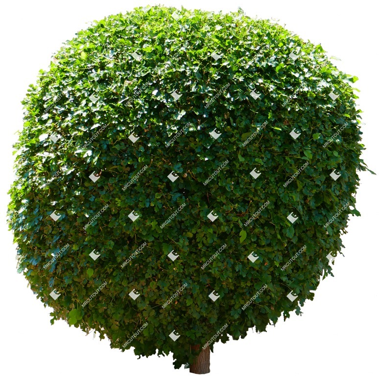 Cut out bush morus alba cut out plants (14032)